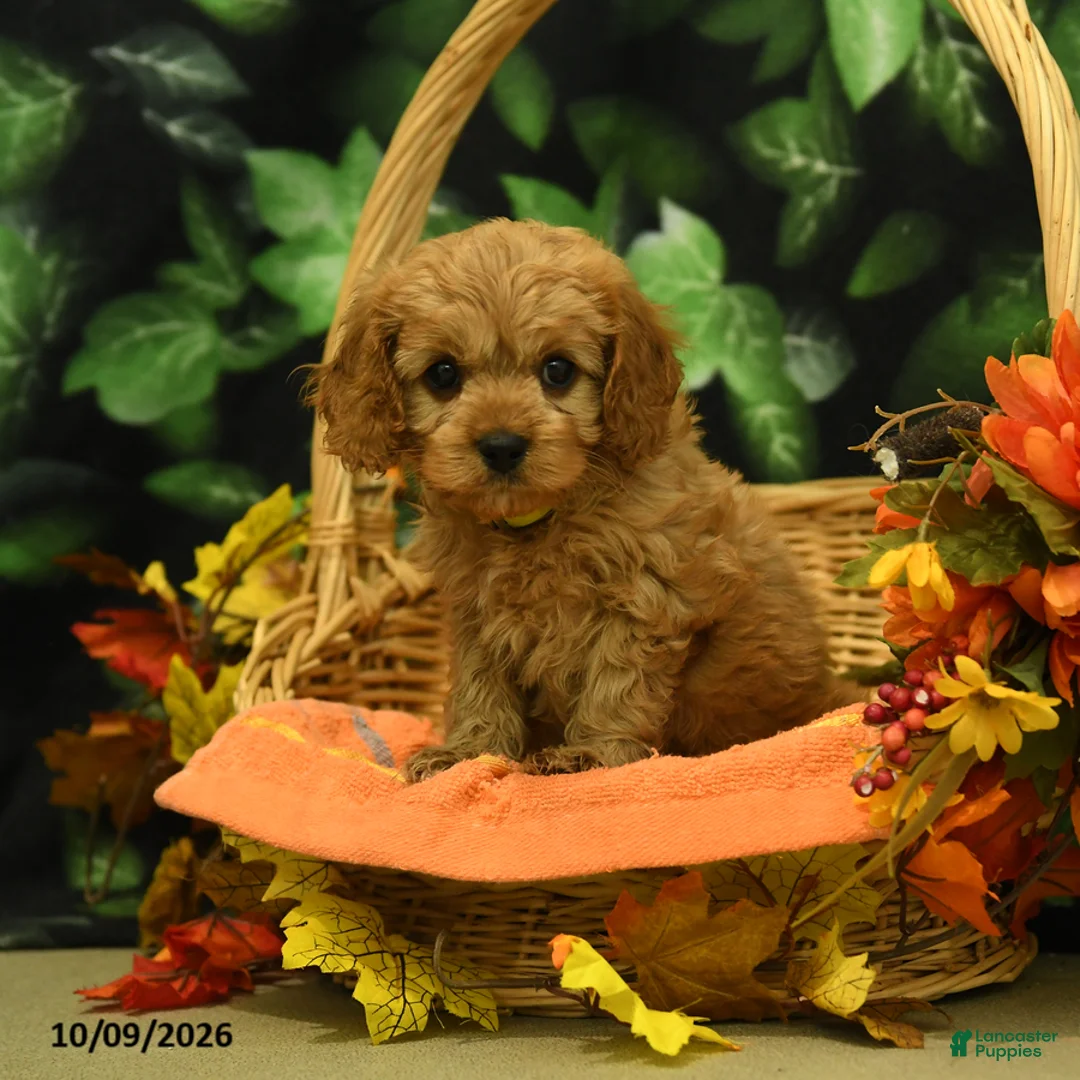 Cavapoo dogs for sale: Cloves - Ad 5