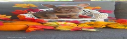French Bulldog dogs for sale: French Bulldog 6 - Ad 4