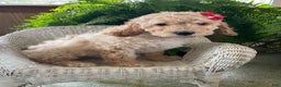 Goldendoodle dogs for sale: Maggie - Ad 3