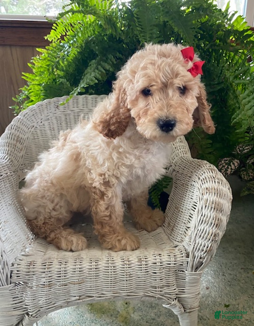 Goldendoodle dogs for sale: Maggie - Ad 3