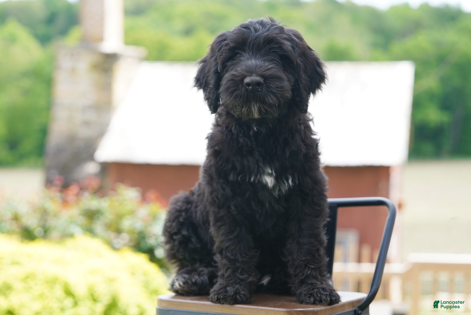 Portuguese Water Dog dogs Duke - Ad 1