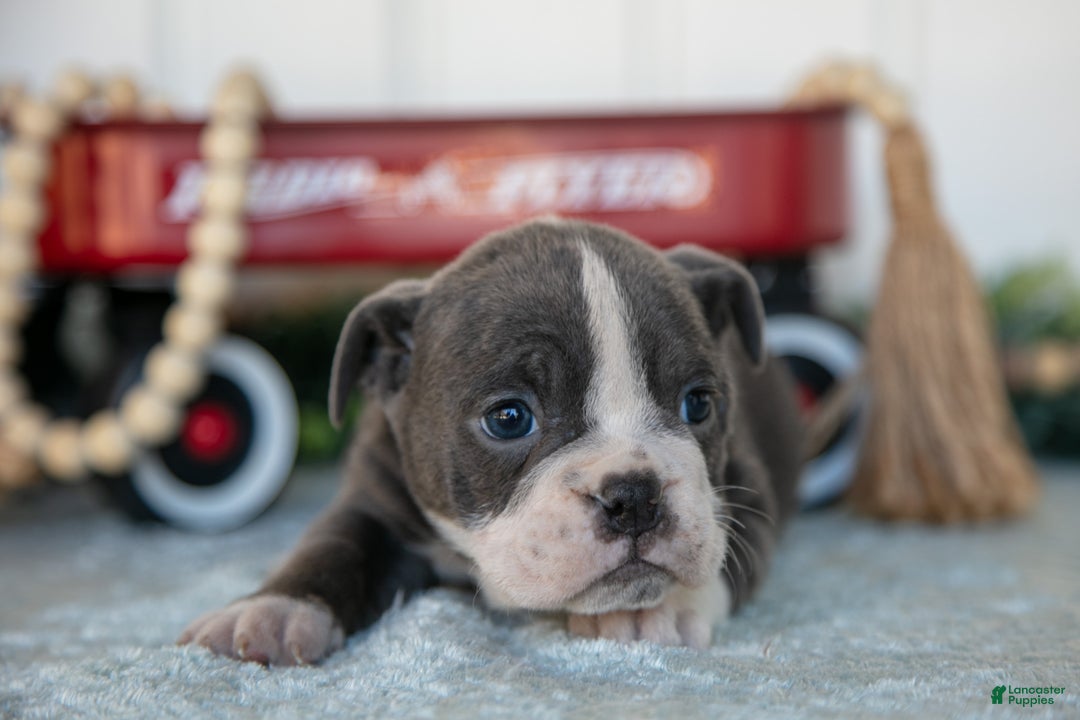 Mixed Breed dogs for sale: Tessa - Ad 3