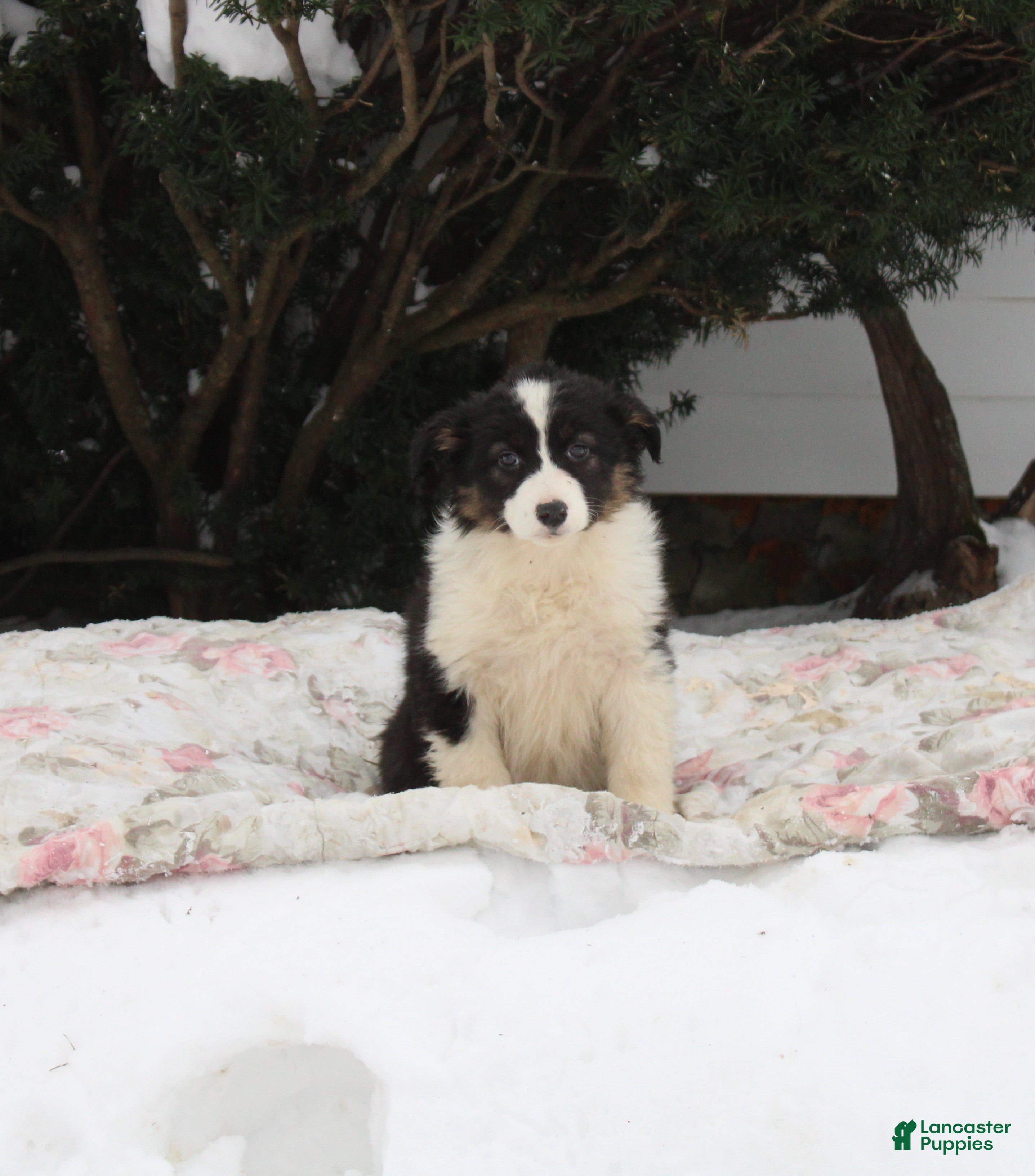 Australian Shepherd dogs Sprinkles - Ad 15