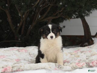 Australian Shepherd dogs Sprinkles - Ad 36