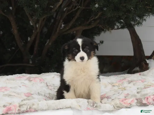 Australian Shepherd dogs for sale: Sprinkles - Ad 36
