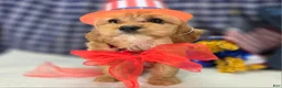 Cavapoo dogs for sale: Miles - Ad 8