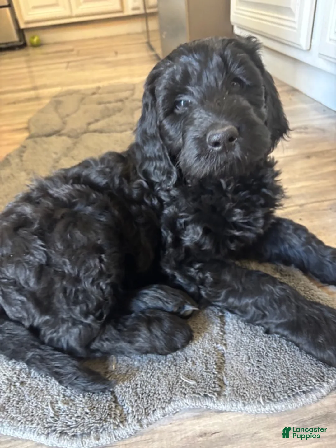Goldendoodle dogs for sale: Goldendoodle Puppy 3 - Ad 1