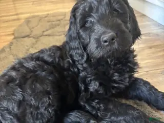 Goldendoodle dogs for sale: Goldendoodle Puppy 3 - Ad 1