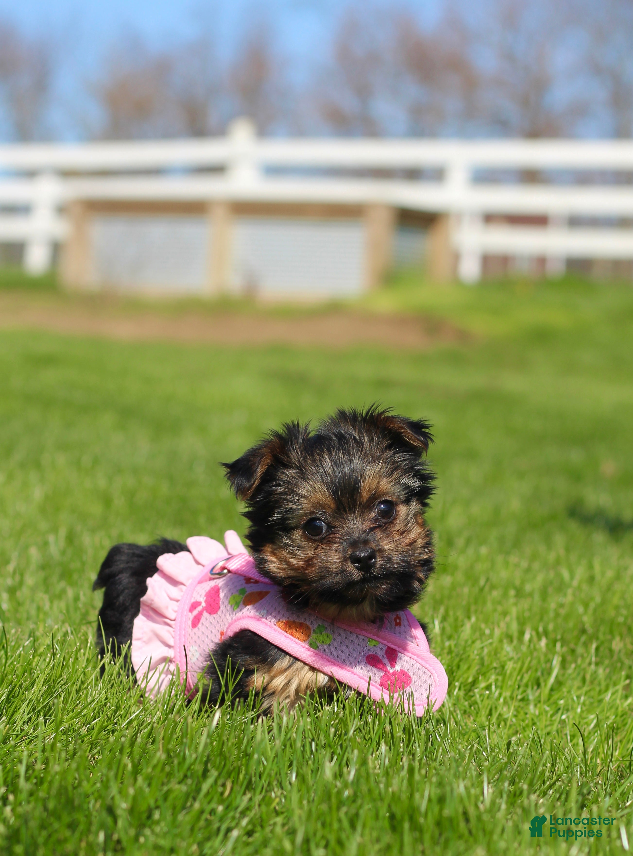 Yorkshire Terrier dogs Raven - Ad 2