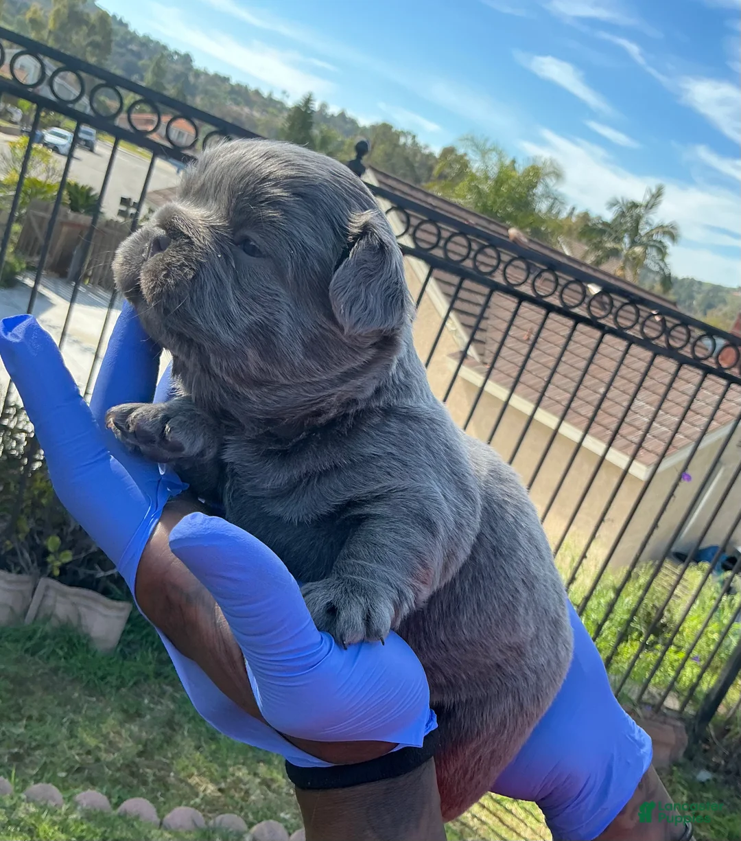 French Bulldog dogs for sale: French Bulldog Puppy 3 - Ad 1