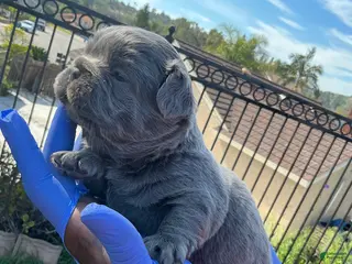 French Bulldog dogs French Bulldog Puppy 3 - Ad 28