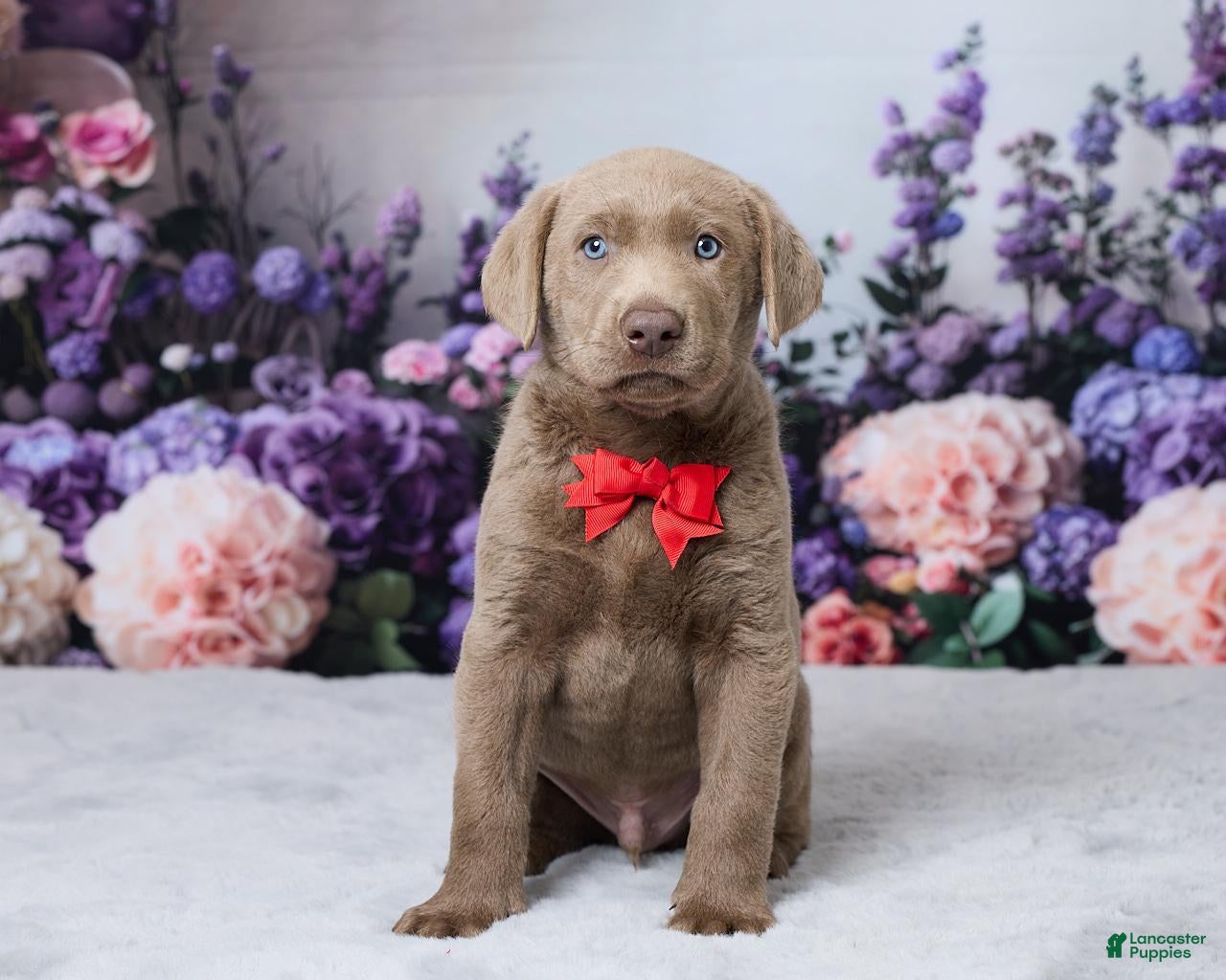 Labrador Retriever dogs Doc - Ad 1