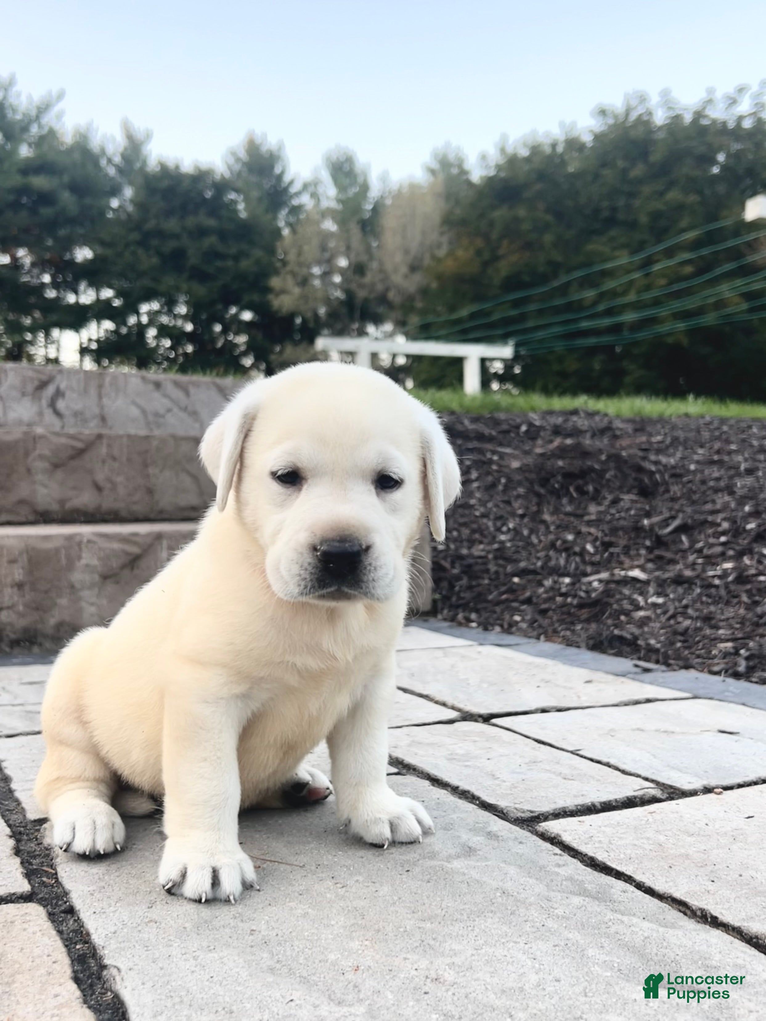 Labrador Retriever dogs Ruby - Ad 1