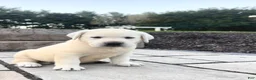 Labrador Retriever dogs for sale: Ruby - Ad 1