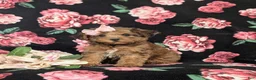 Yorkiepoo dogs for sale: Avery - Ad 1