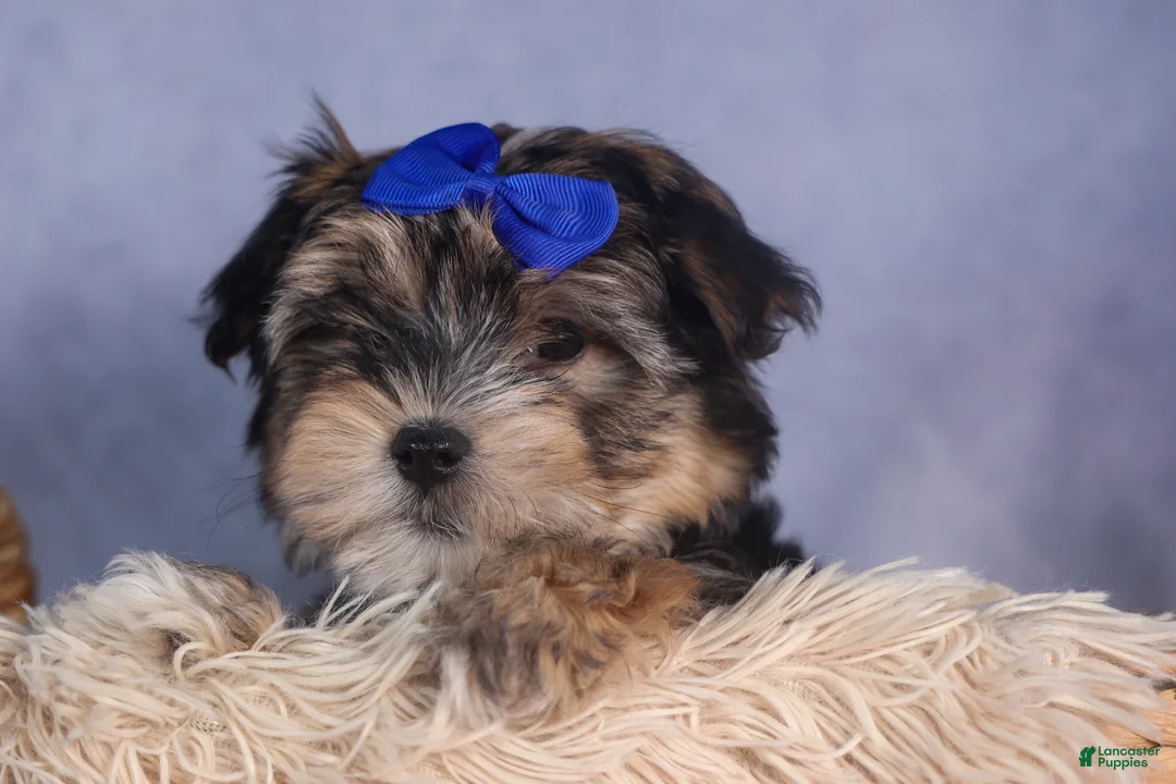Morkie dogs for sale: Newton - Ad 4