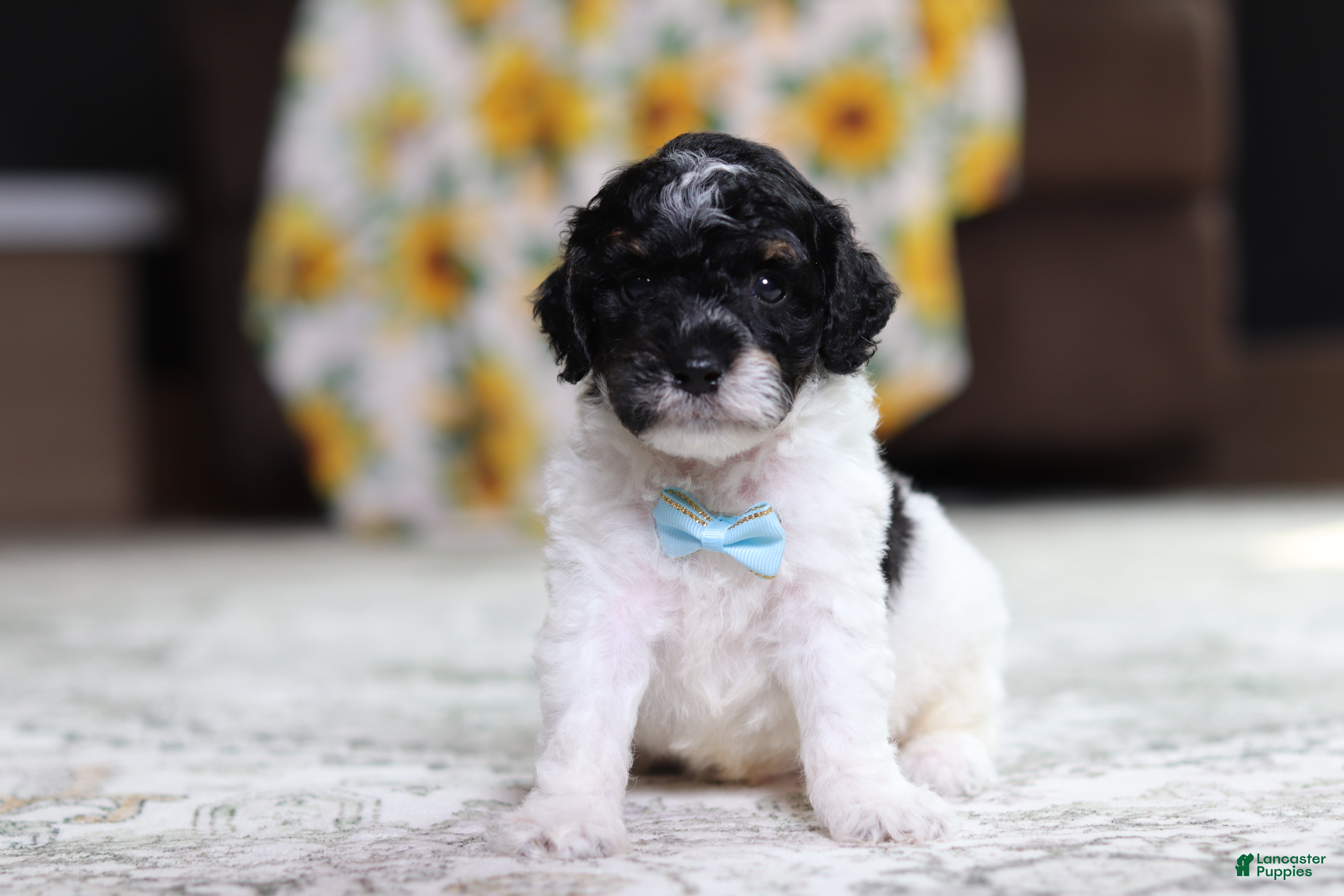 Miniature Poodle dogs Maverick - Ad 1