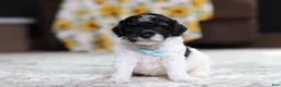 Miniature Poodle dogs for sale: Maverick - Ad 1