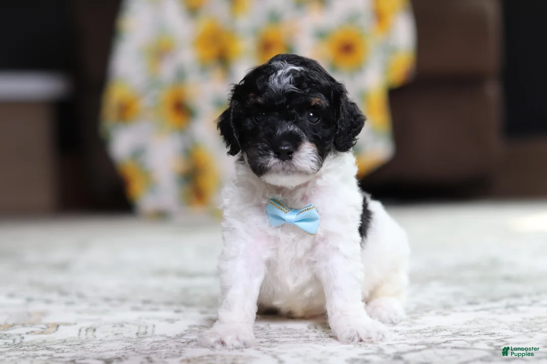 Miniature Poodle dogs for sale: Maverick - Ad 1