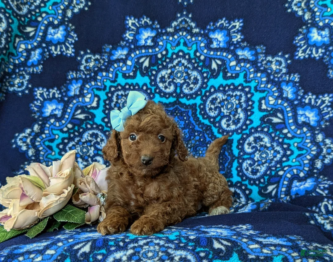Mini Goldendoodle dogs for sale: Stella 10 lbs full grown - Ad 5
