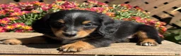 Miniature Dachshund dogs for sale: Lucky - Ad 3