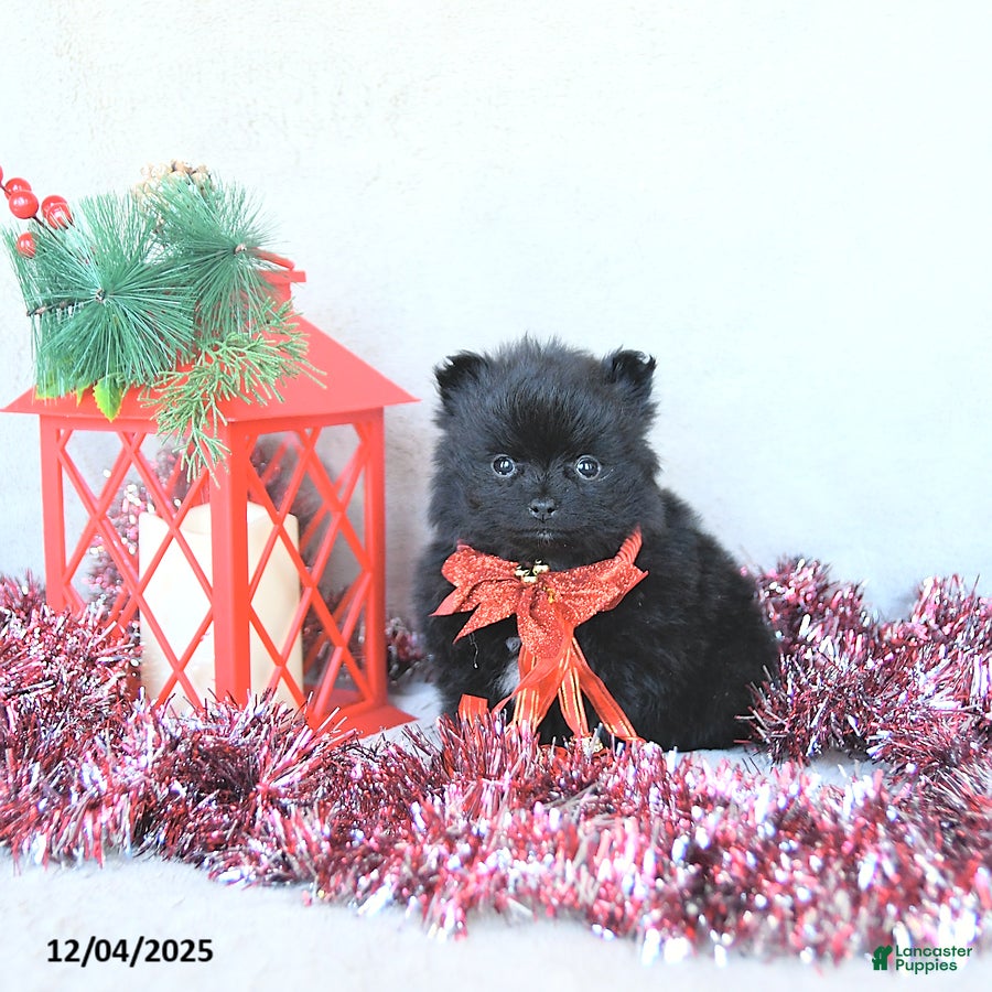 Pomeranian dogs Tinsel EXTRA SMALL - Ad 39