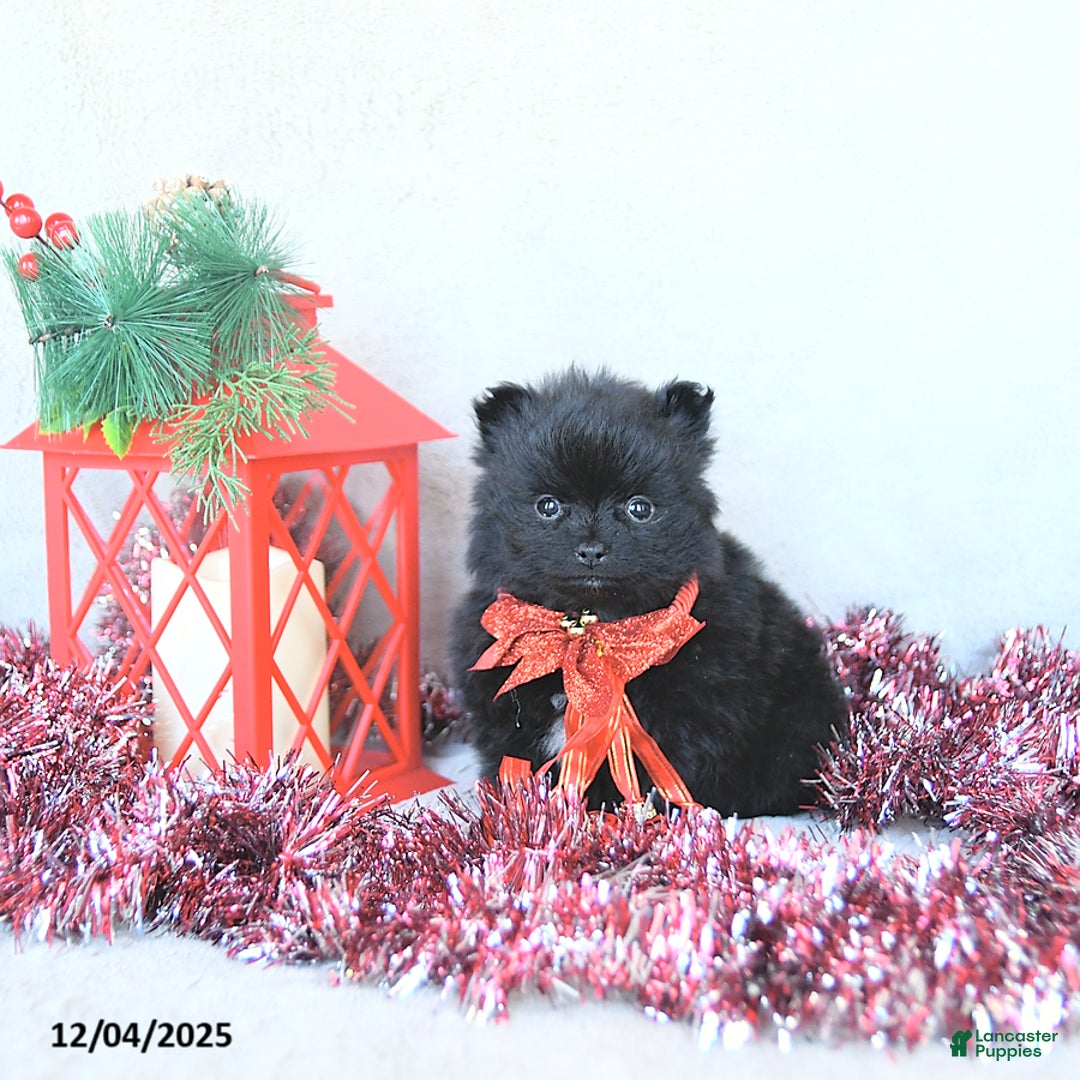 Pomeranian dogs for sale: Tinsel EXTRA SMALL - Ad 1