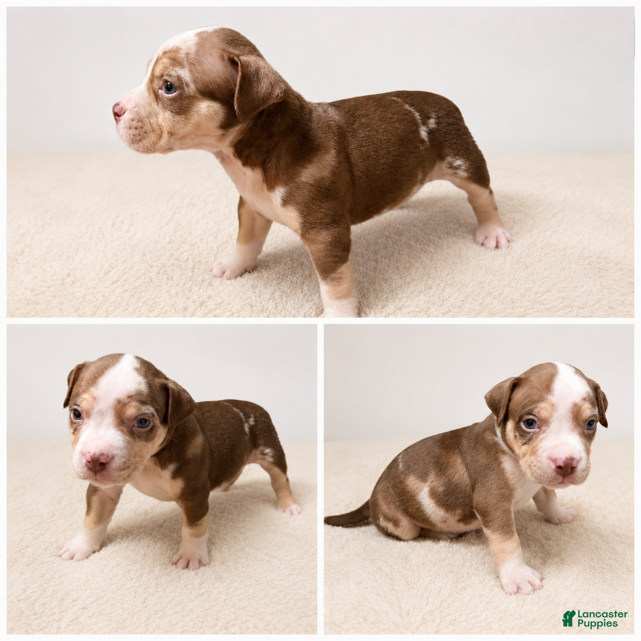 American Bully dogs American Bully Puppy 6 - Ad 4