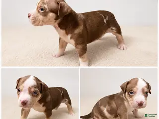 American Bully dogs American Bully Puppy 6 - Ad 8