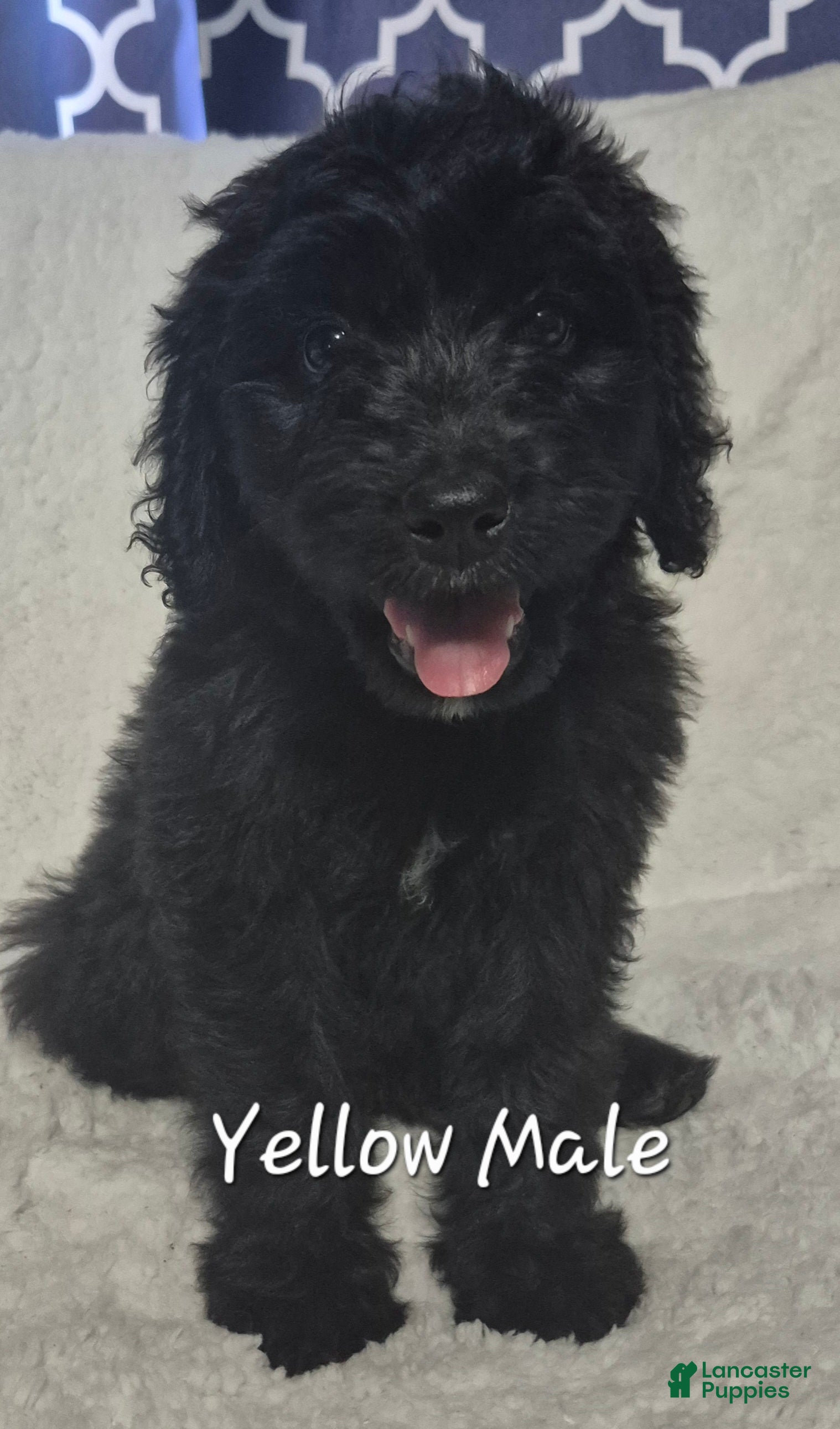 Goldendoodle dogs Jet - Male Goldendoodle Puppy  - Ad 2