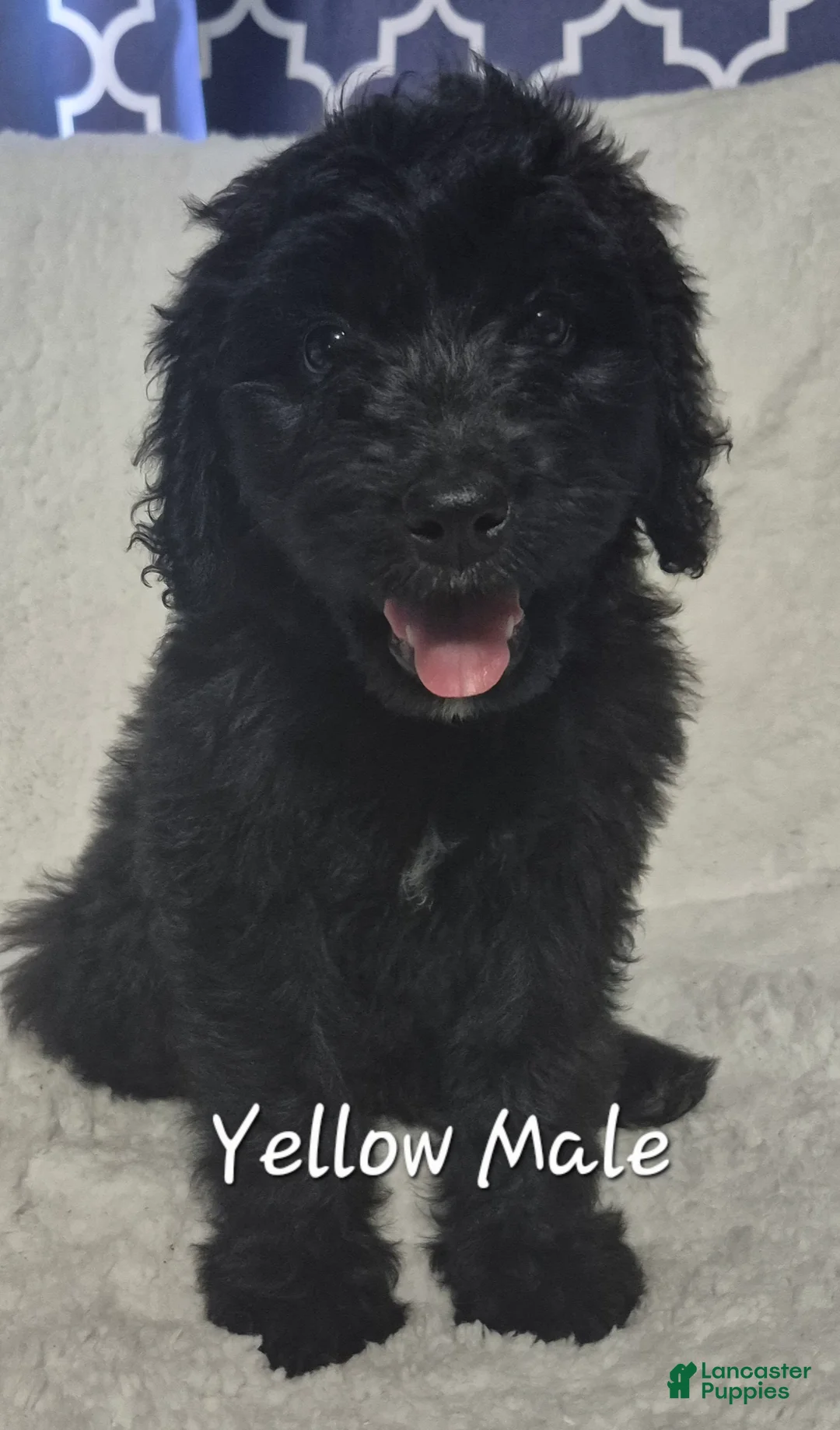 Goldendoodle dogs for sale: Jet - Male Goldendoodle Puppy  - Ad 2