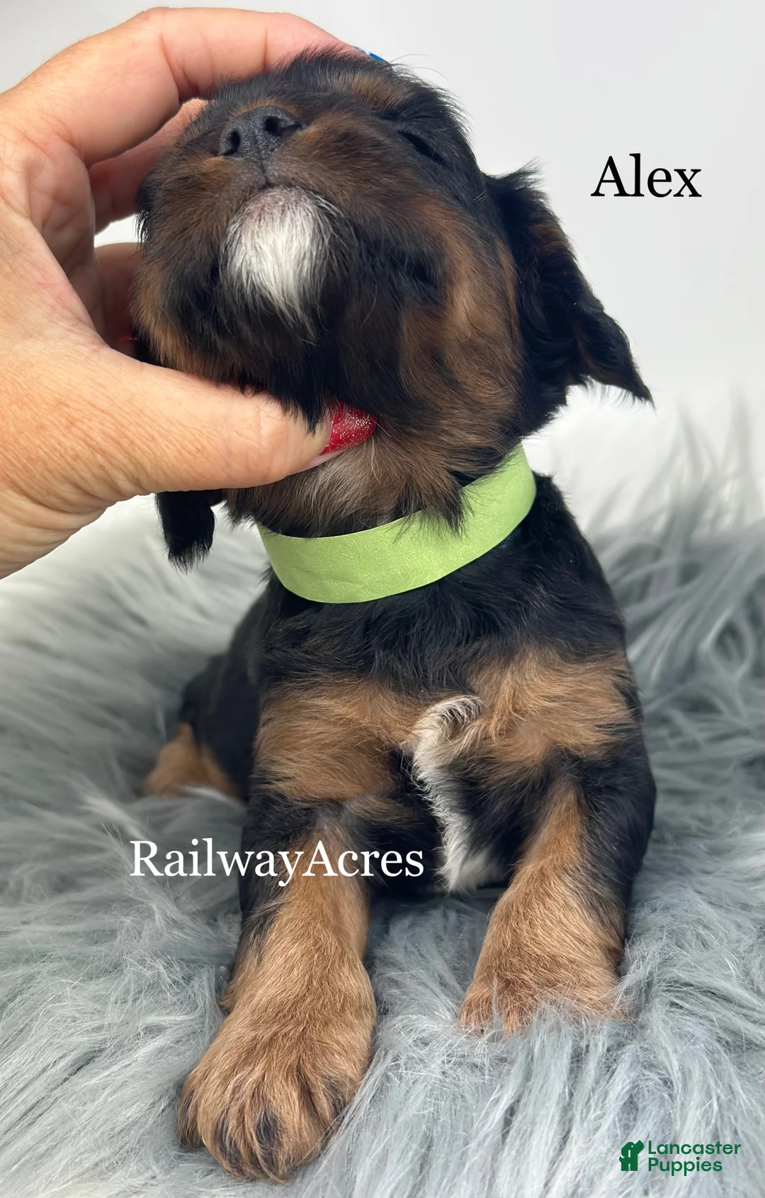 Cavapoo dogs for sale: Alex - Ad 2