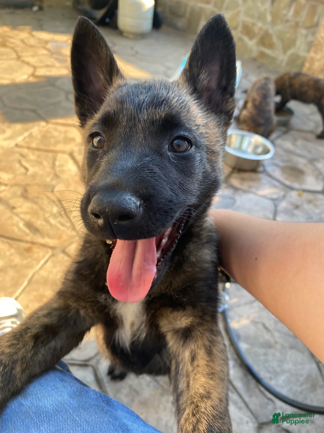 Mixed Breed dogs for sale: Mixed Breed Puppy 6 - Ad 1