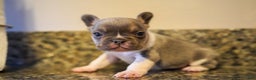 French Bulldog dogs for sale: French Bulldog Puppy  - Ad 3