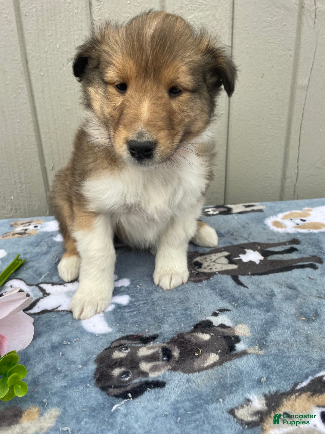 Collie dogs for sale: Cara - Ad 3