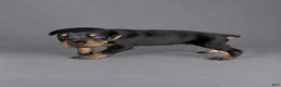 Doberman Pinscher dogs for sale: Euron - Ad 2
