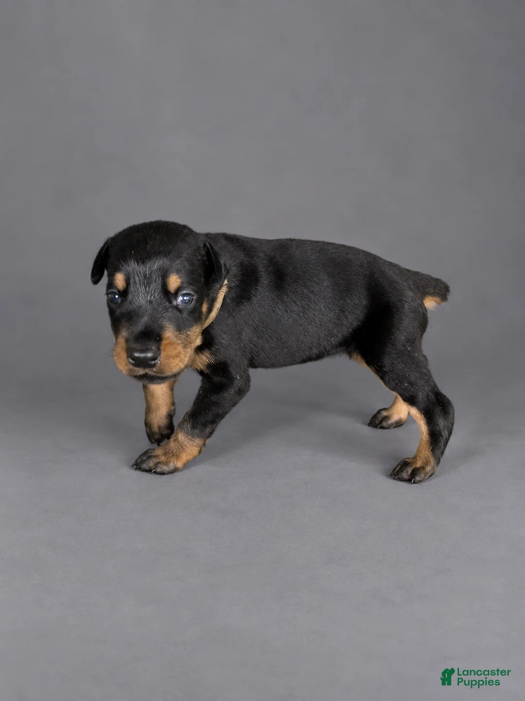 Doberman Pinscher dogs for sale: Euron - Ad 2