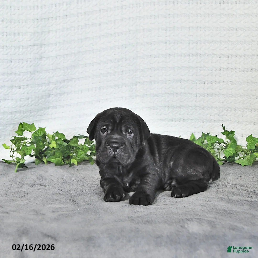 Mini Hippo dogs for sale: Lyla - Ad 1