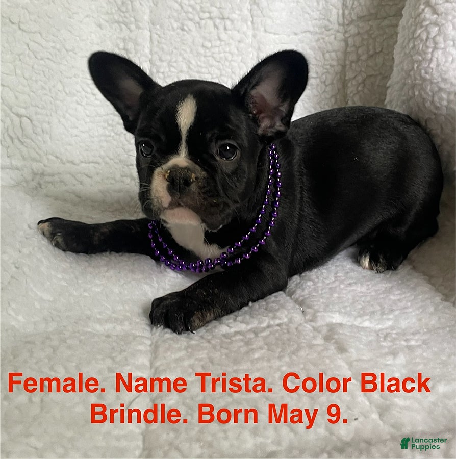 French Bulldog dogs Trista - Ad 26