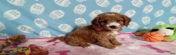 Cockapoo dogs for sale: Jenny  - Ad 3
