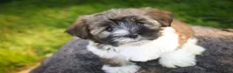 Havanese dogs for sale: Rookie Havanese  - Ad 3