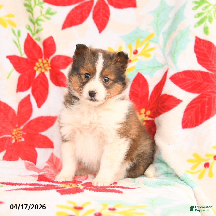 Shetland Sheepdog dogs Leo - Ad 1