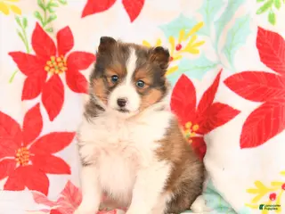 Shetland Sheepdog dogs for sale: Leo - Ad 2