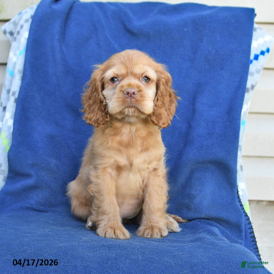 English Cocker Spaniel dogs Honey - Ad 1