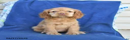 English Cocker Spaniel dogs for sale: Honey - Ad 1