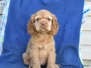 English Cocker Spaniel dogs for sale: Honey - Ad 4