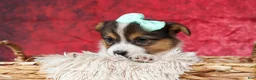 Welsh Corgi Pembroke dogs for sale: Amara🌸 - Ad 3
