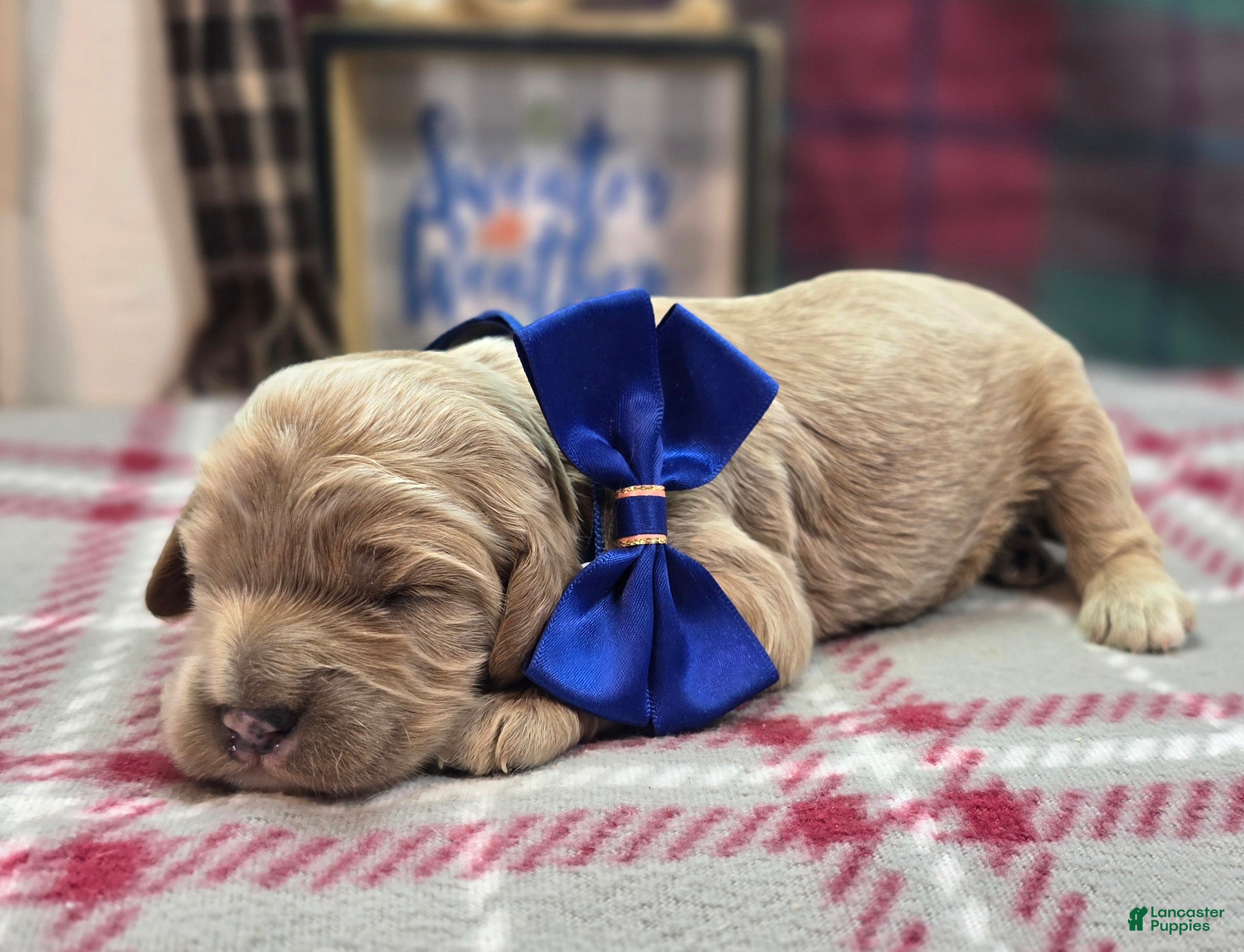 Cavapoo dogs Butterbean - Ad 30