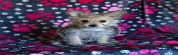 Morkie dogs for sale: Beauty - Ad 9