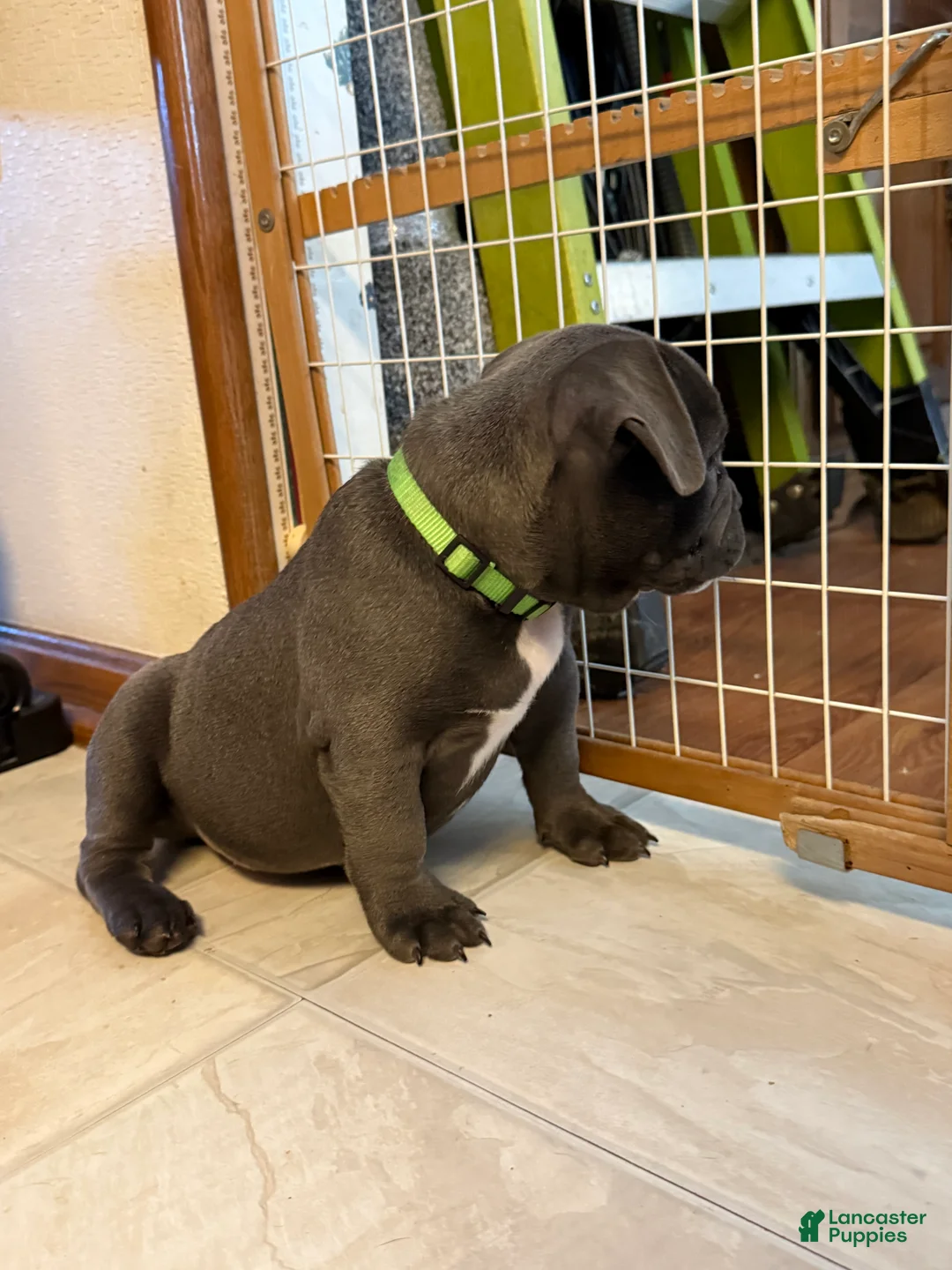 Mixed Breed dogs for sale: Antler  - Ad 5